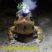 /home//u458753944/public_html/sourcegallery//Roxborough Toad Detour/2013-2019/2018/2018-04-28/small/P4280024.jpg